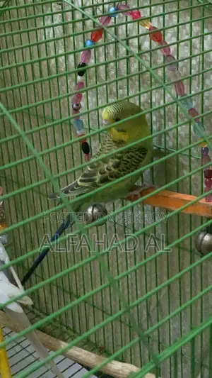 বাজিগার পাখি সেমি অ্যাডাল্ট ৩ পিস হোল সেট