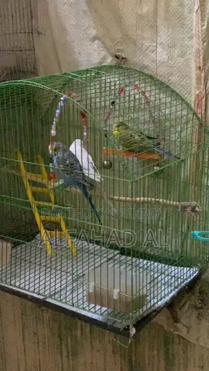 বাজিগার পাখি সেমি অ্যাডাল্ট ৩ পিস হোল সেট