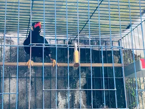 ময়না পাখিন