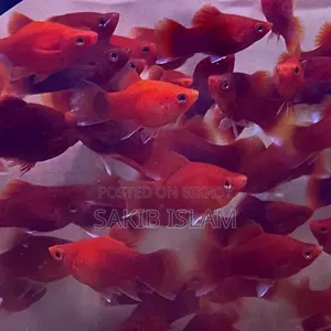 Red Platy Fish