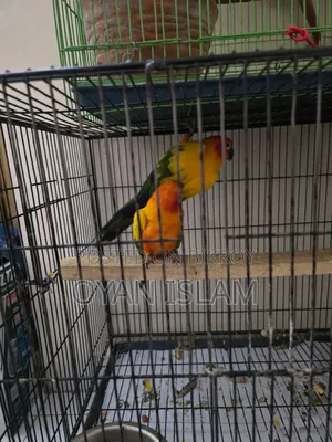 Sun Conure