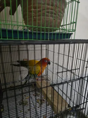 Sun Conure