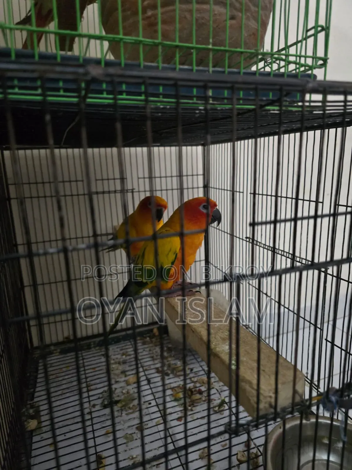 Sun Conure