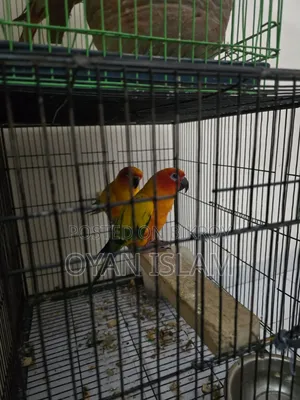 Sun Conure