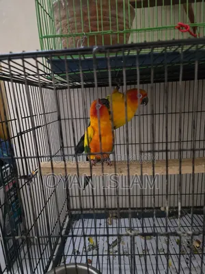 Sun Conure