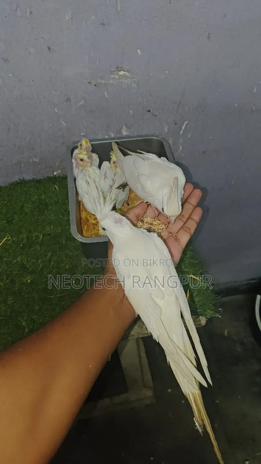 টেম সাইজ বেবি থেকে শুরু করে ফুল টেম—সবই এক জায়গায়।