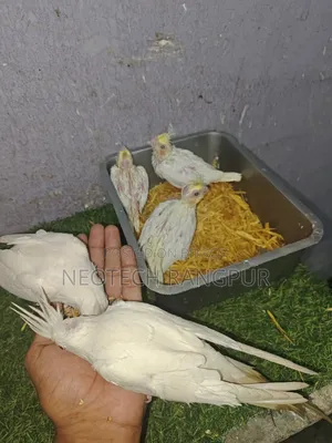 টেম সাইজ বেবি থেকে শুরু করে ফুল টেম—সবই এক জায়গায়।