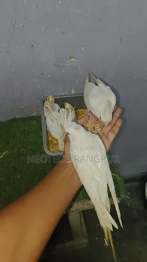 টেম সাইজ বেবি থেকে শুরু করে ফুল টেম—সবই এক জায়গায়।