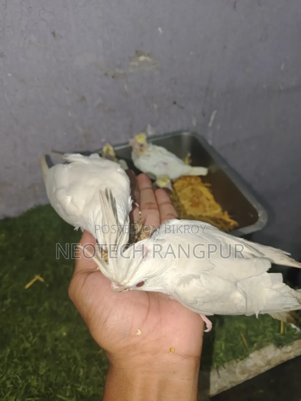 টেম সাইজ বেবি থেকে শুরু করে ফুল টেম—সবই এক জায়গায়।