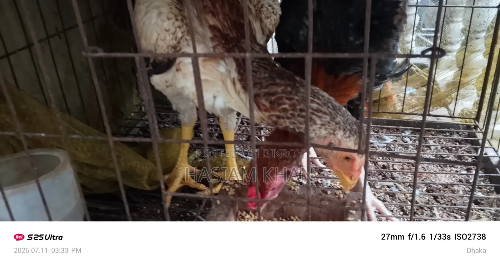 Aseel Fighter Chicken for Sale
