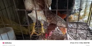 Aseel Fighter Chicken for Sale