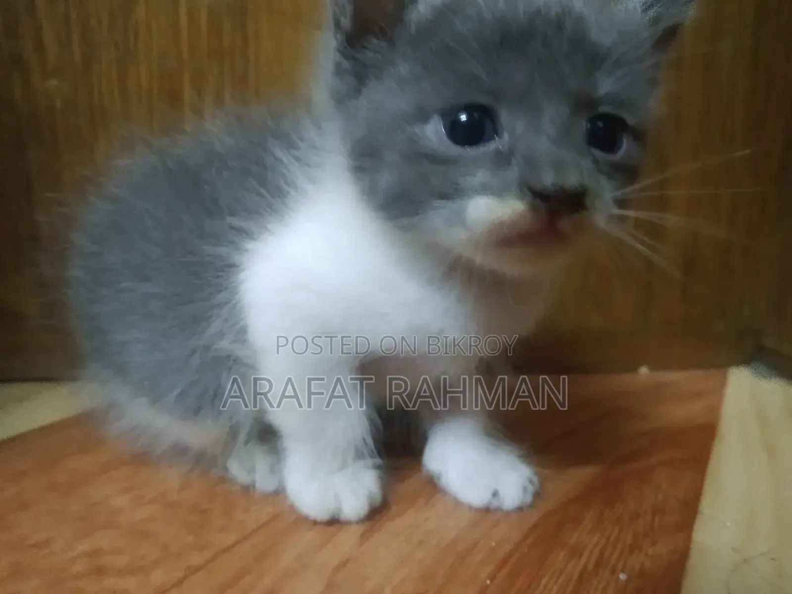 0-1 Month Female Mixed Breed Persian