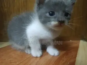 0-1 Month Female Mixed Breed Persian