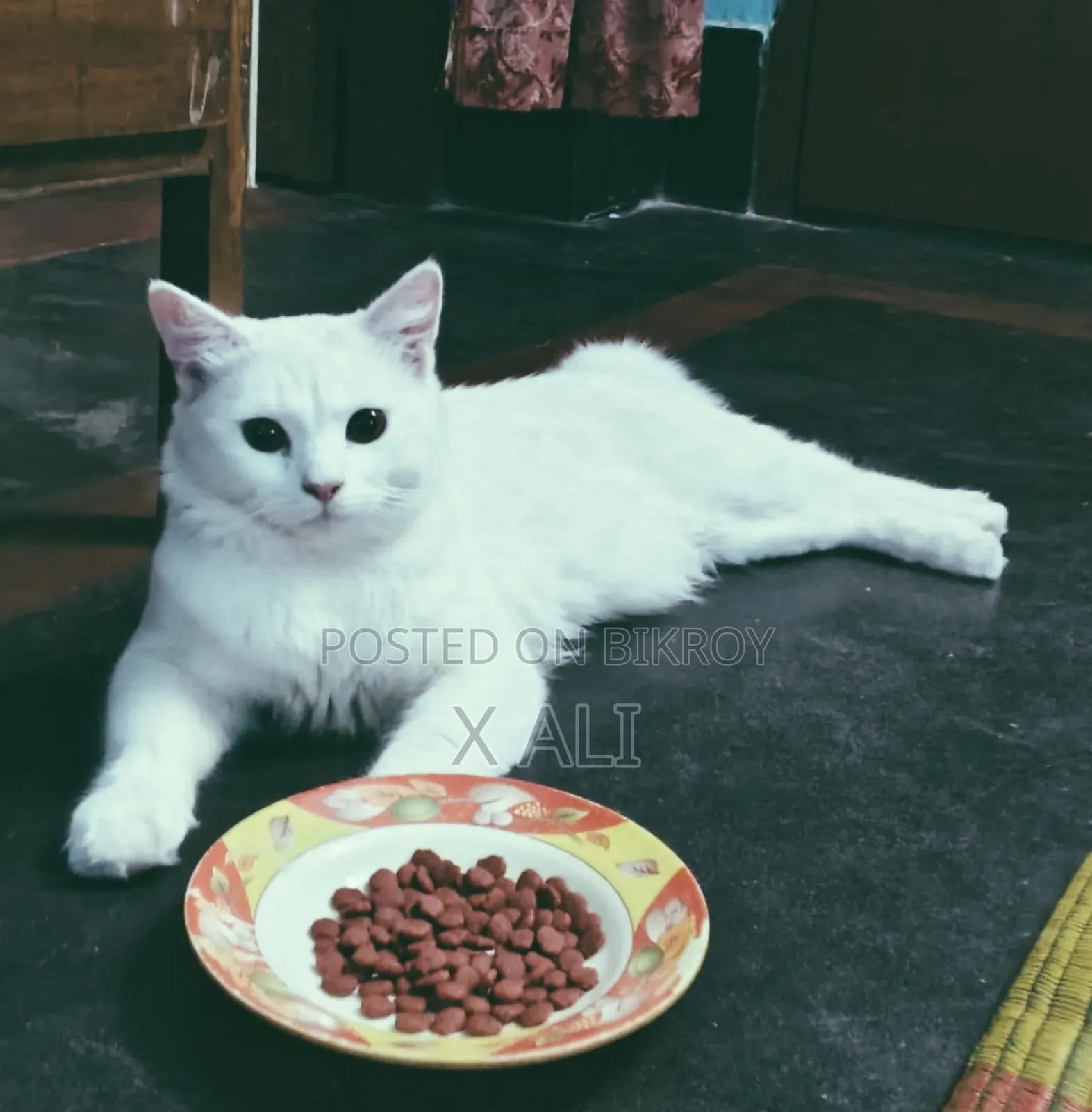 1+ Year Male Purebred Persian