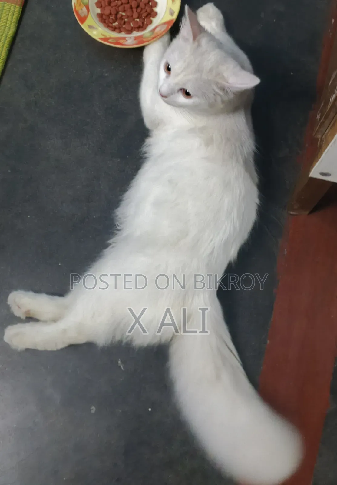 1+ Year Male Purebred Persian