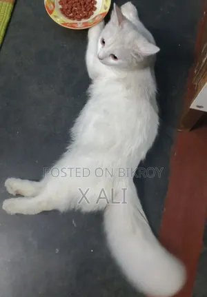 1+ Year Male Purebred Persian