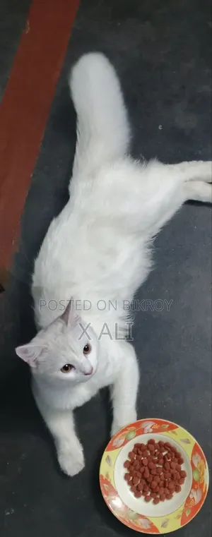 1+ Year Male Purebred Persian