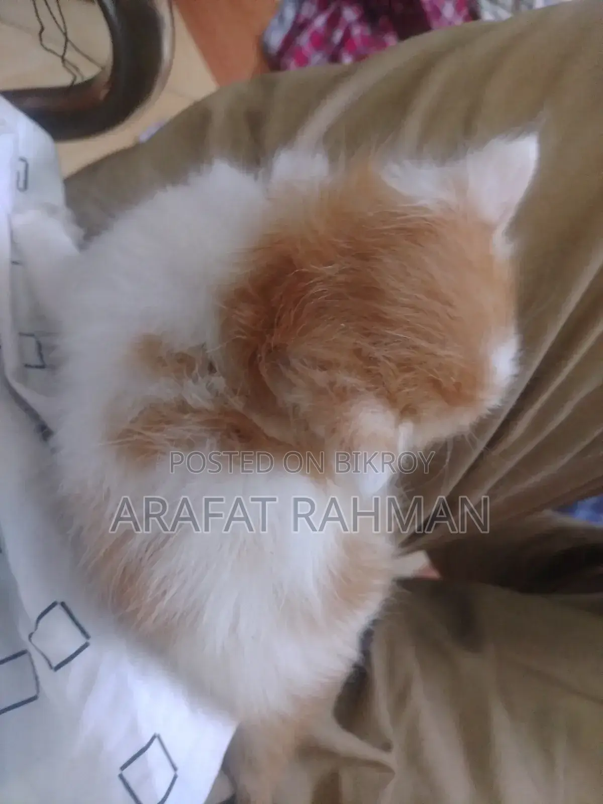 0-1 Month Female Mixed Breed Persian