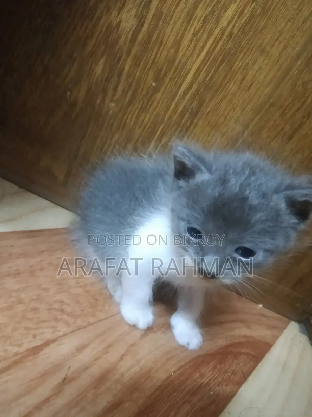 0-1 Month Female Mixed Breed Persian