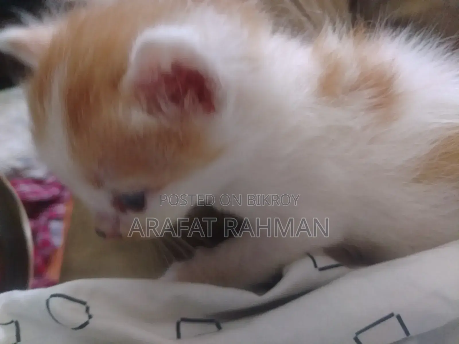 0-1 Month Female Mixed Breed Persian