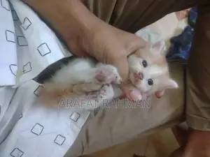 0-1 Month Female Mixed Breed Persian