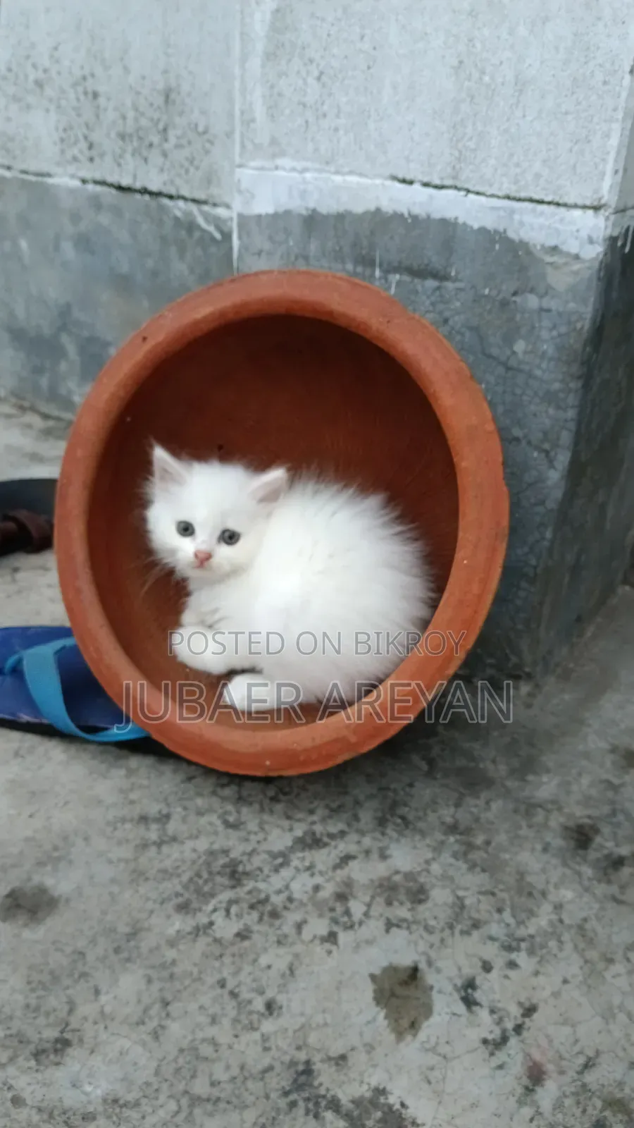 1-3 Months Female Mixed Breed Turkish Angora