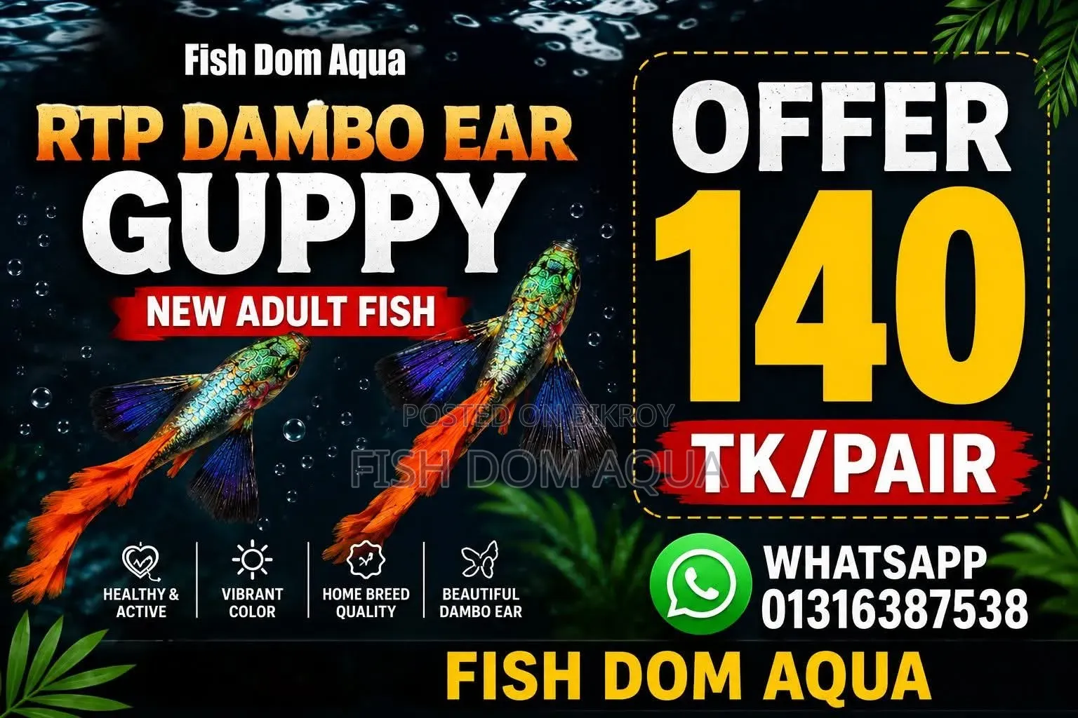 RTP Guppy ( New Adult Pair)