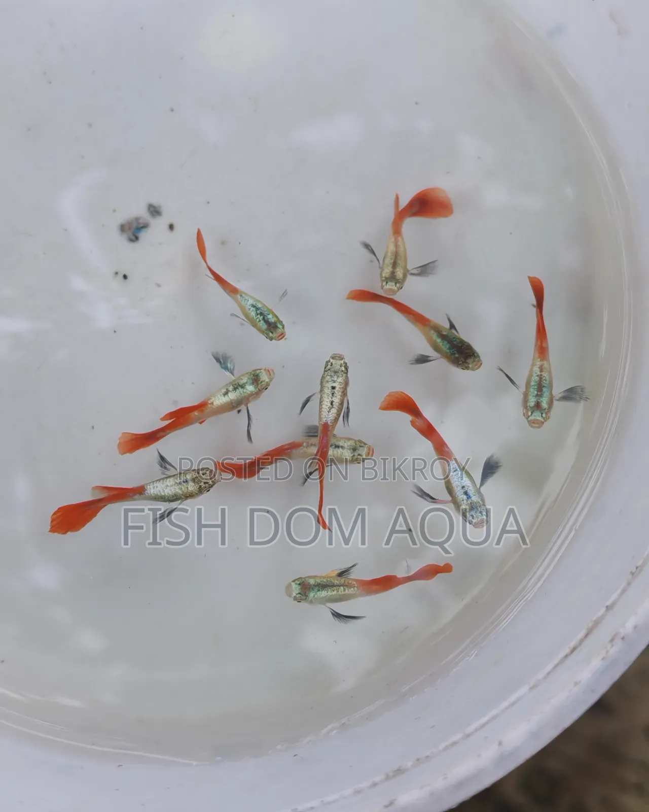 RTP Guppy ( New Adult Pair)