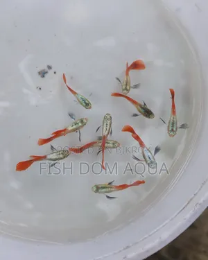 RTP Guppy ( New Adult Pair)