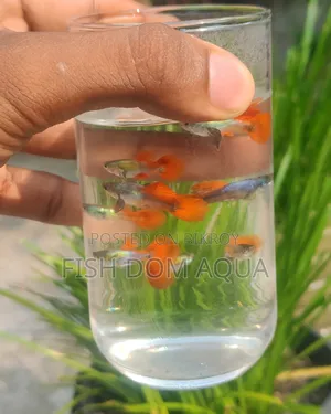 RTP Guppy ( New Adult Pair)