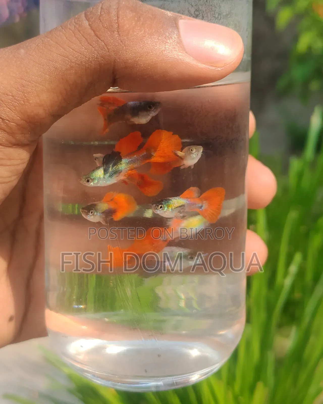 RTP Guppy ( New Adult Pair)