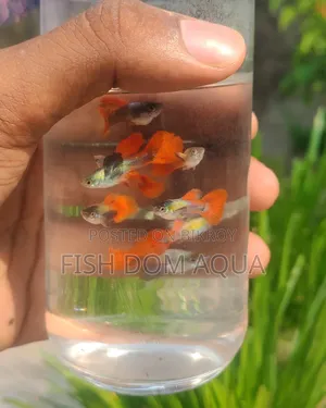 RTP Guppy ( New Adult Pair)