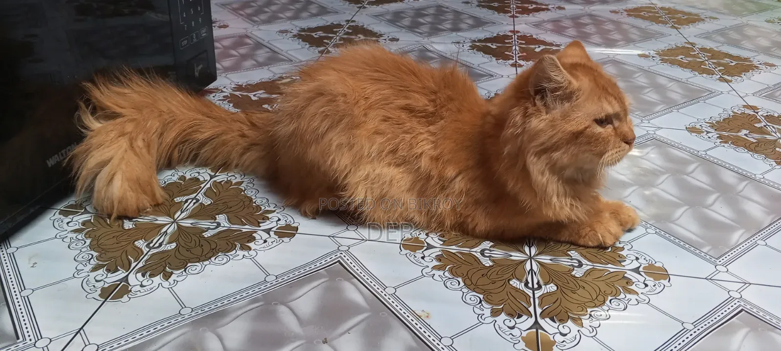 3-6 Months Female Mixed Breed Persian