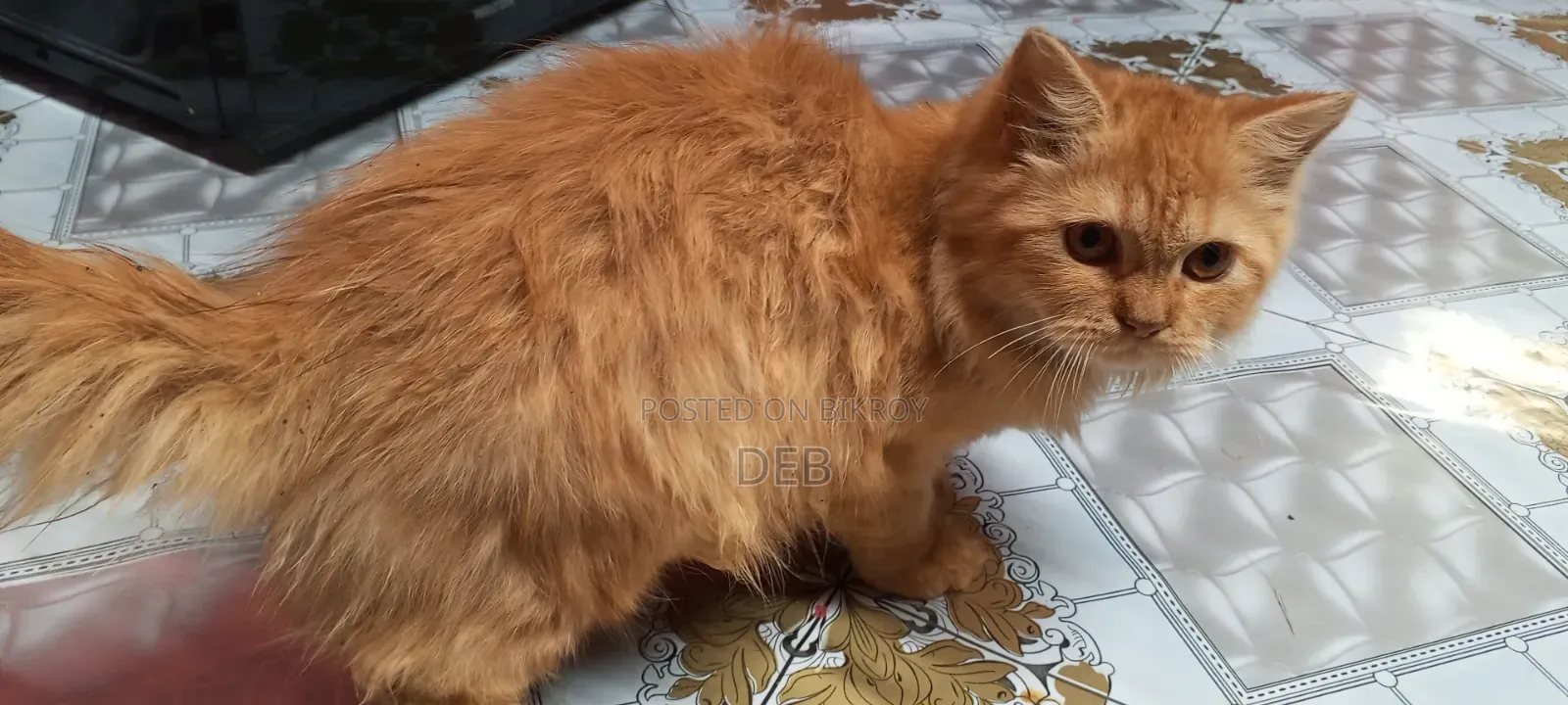 3-6 Months Female Mixed Breed Persian