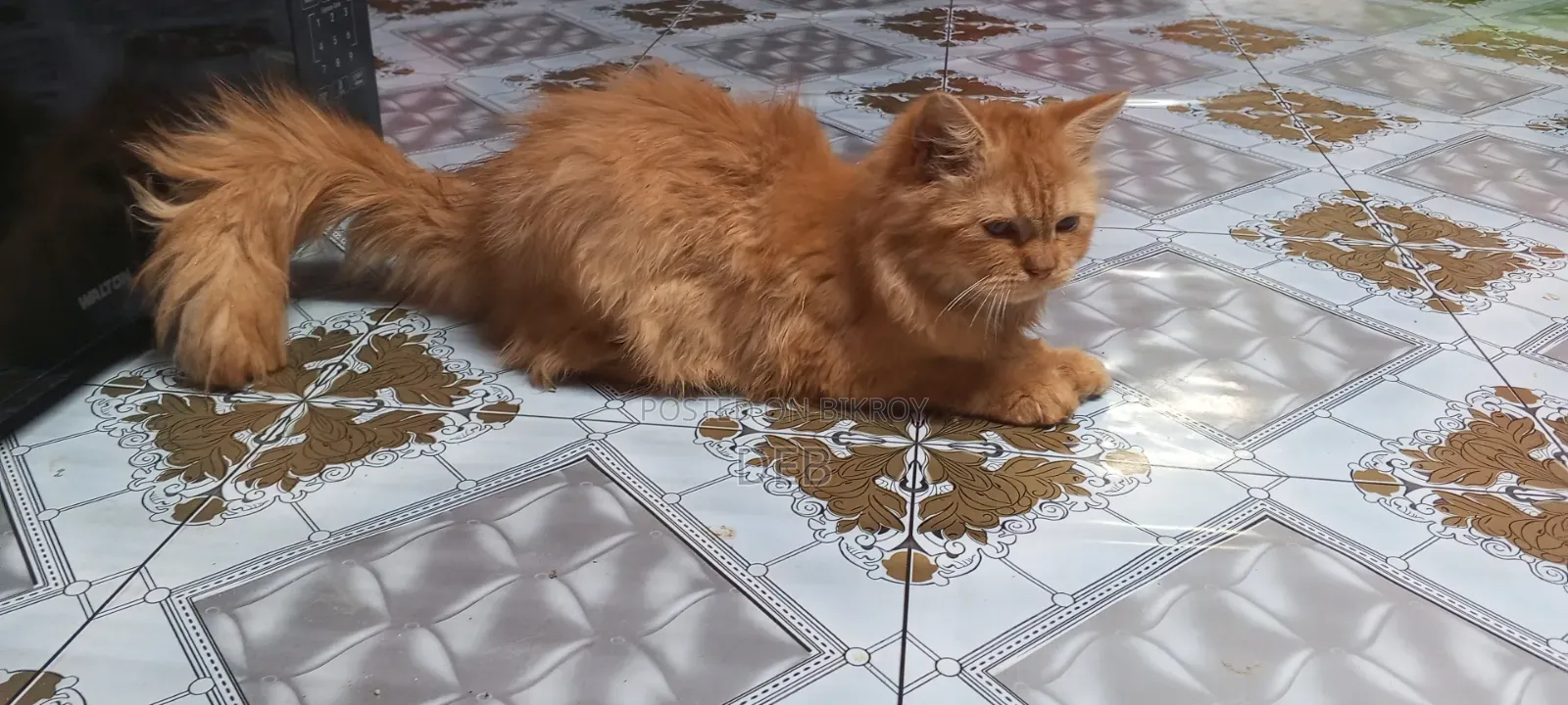 3-6 Months Female Mixed Breed Persian