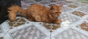 3-6 Months Female Mixed Breed Persian