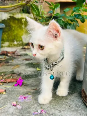 1-3 Months Female Purebred Persian Kitten