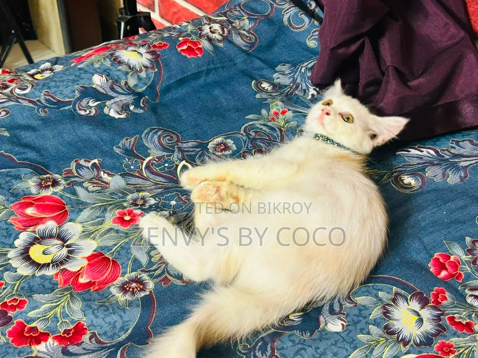 1-3 Months Female Purebred Persian Kitten