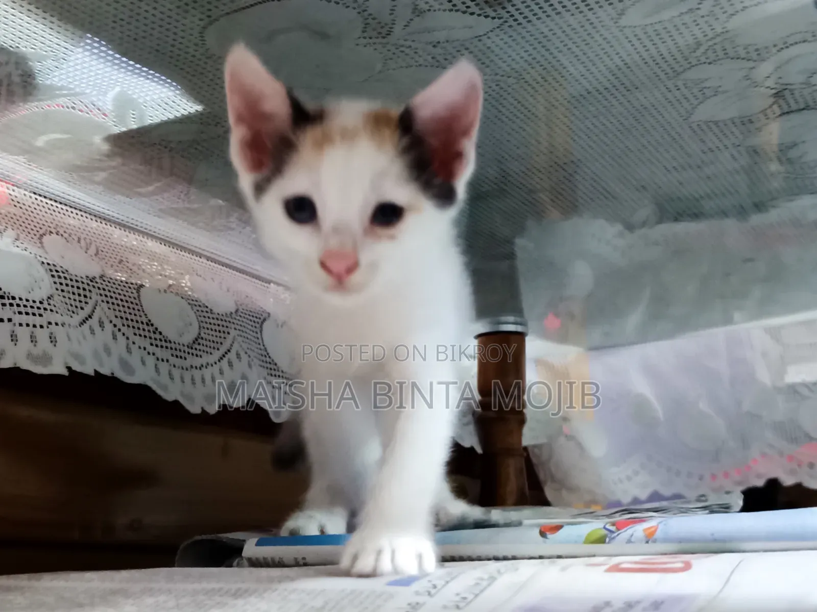 1-3 Months Female Mixed Breed Bengal