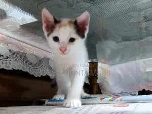 1-3 Months Female Mixed Breed Bengal
