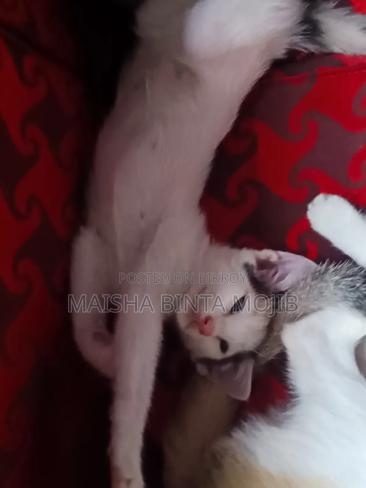 1-3 Months Female Mixed Breed Bengal