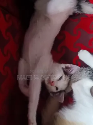 1-3 Months Female Mixed Breed Bengal