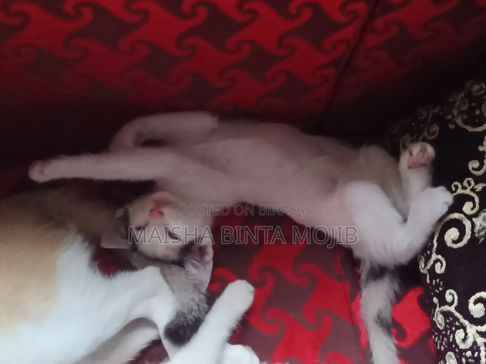 1-3 Months Female Mixed Breed Bengal