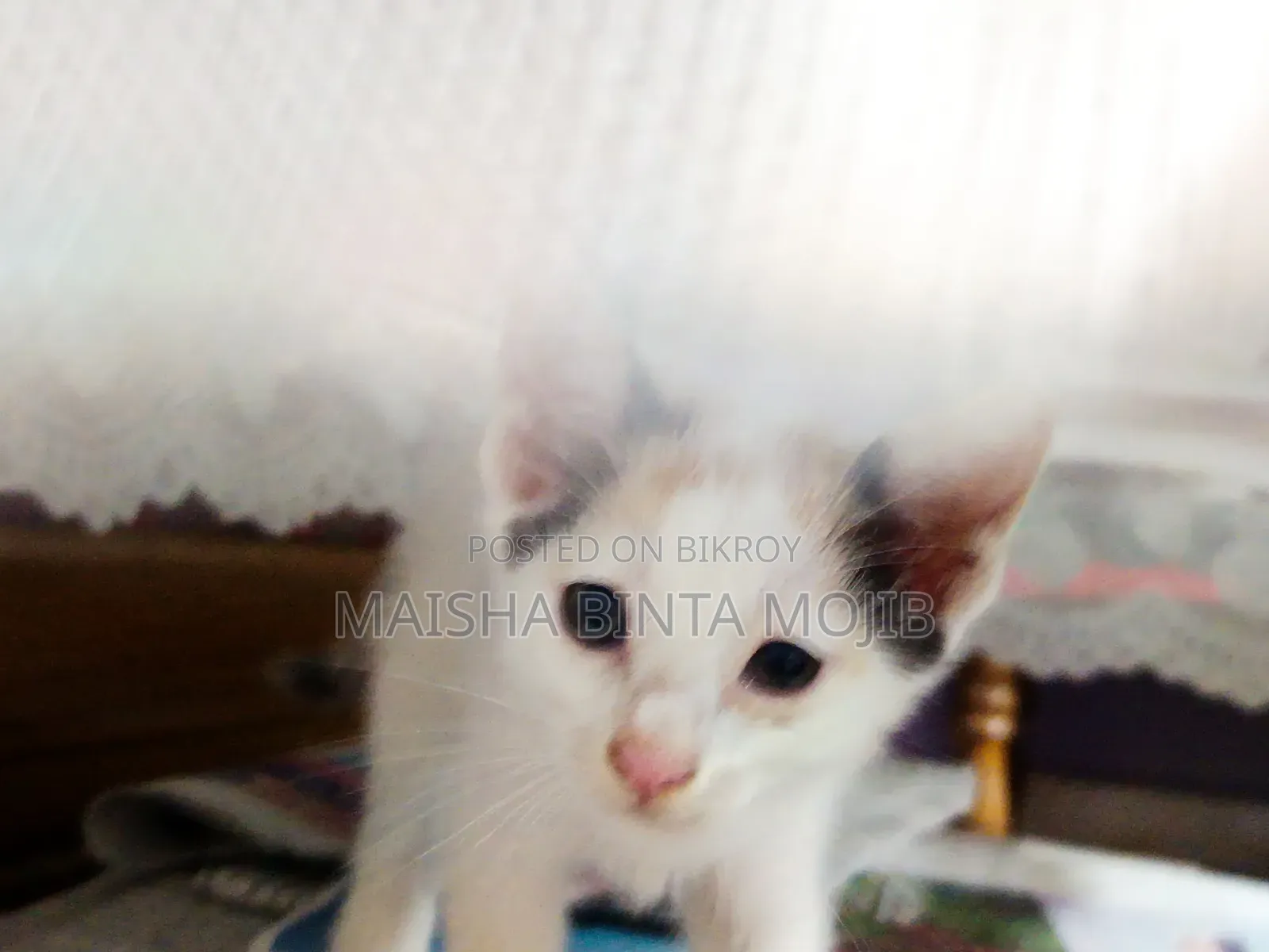 1-3 Months Female Mixed Breed Bengal