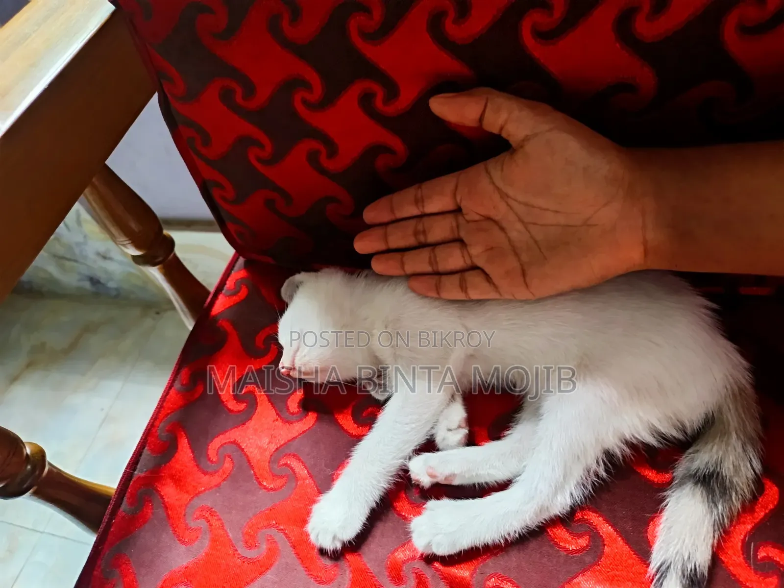 1-3 Months Female Mixed Breed Bengal