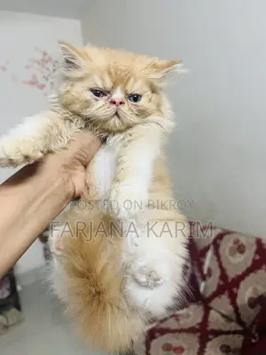 1-3 Months Female Purebred Exotic