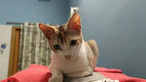 1+ Year Female Mixed Breed Bengal