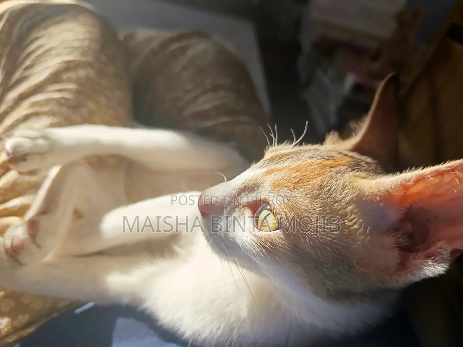 1+ Year Female Mixed Breed Bengal