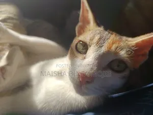 1+ Year Female Mixed Breed Bengal