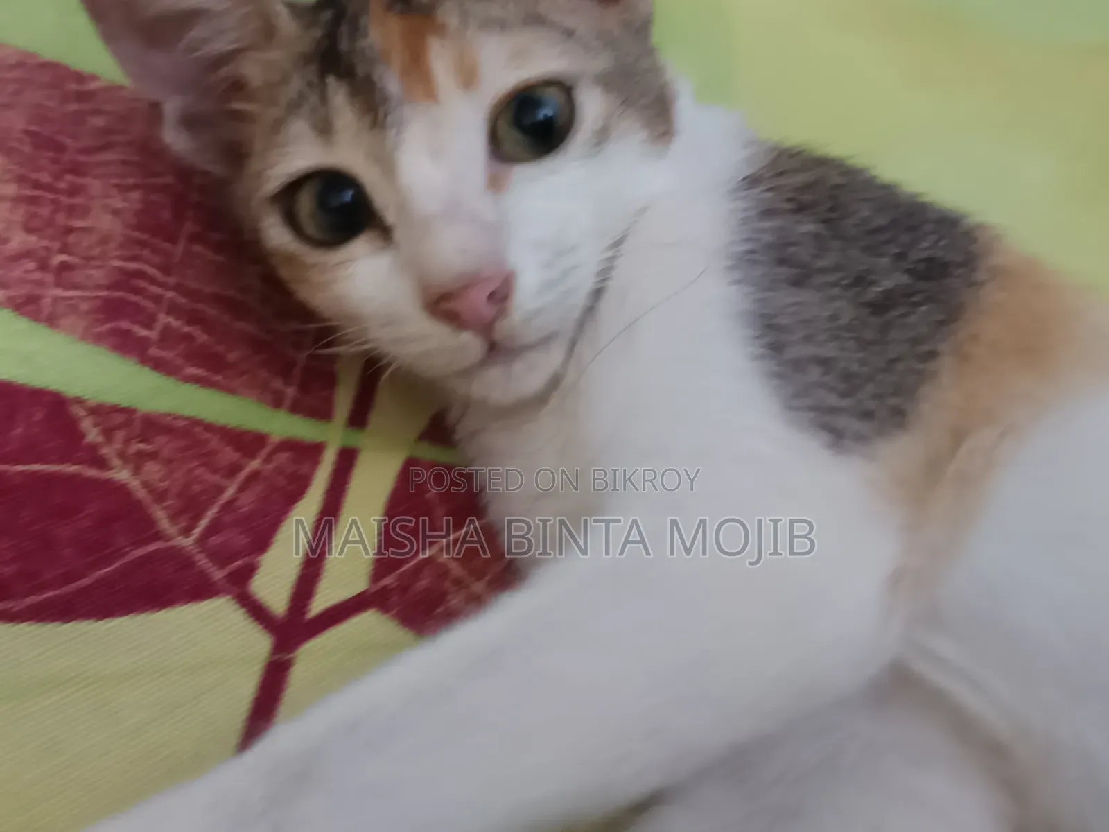 1+ Year Female Mixed Breed Bengal